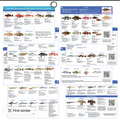 Florida Saltwater Fish & Shark ID Set – 4