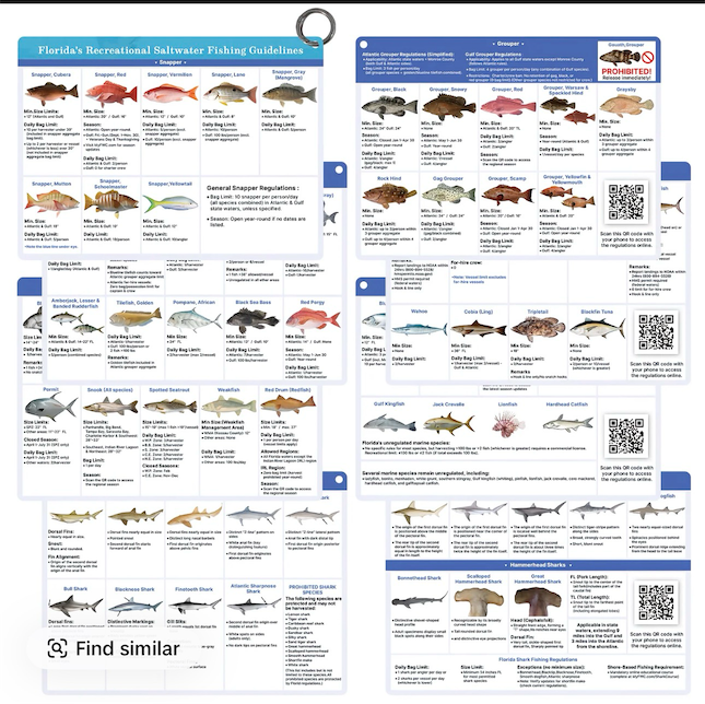 Florida Saltwater Fish & Shark ID Set – 4